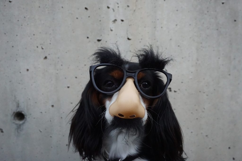 眼鏡をかけた犬